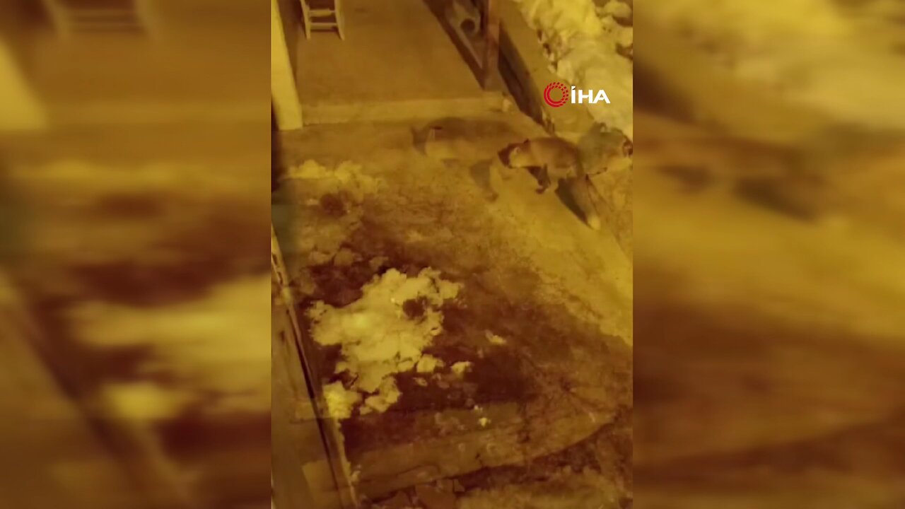 Kedilerin mamalarından tilkiler de nasipleniyor