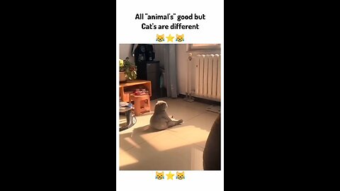 ALL 'animal is' good but cat's are different