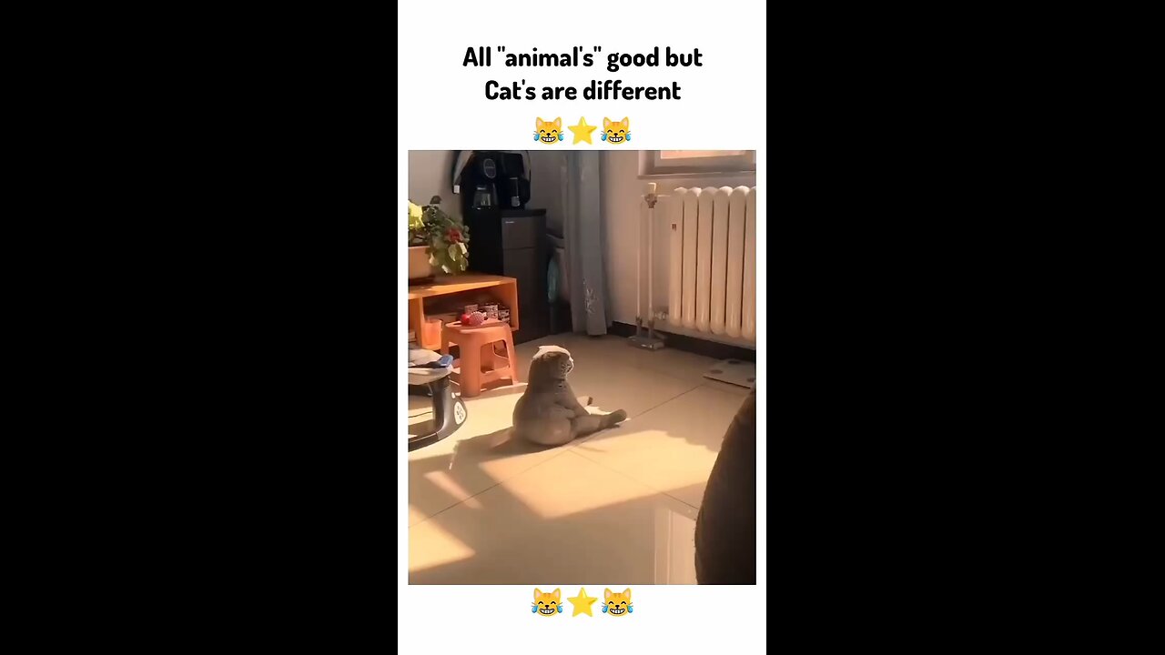 ALL 'animal is' good but cat's are different