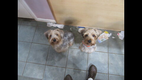 Batman & Chewy--They Found the Food! #funnydogs #yorkies