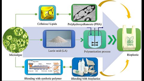 microAlgae Polylactic acid defeated plastics in oil