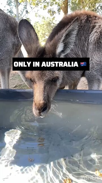 Kangaroo diaries in Australia 🇦🇺