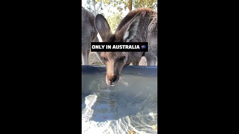 Kangaroo diaries in Australia 🇦🇺