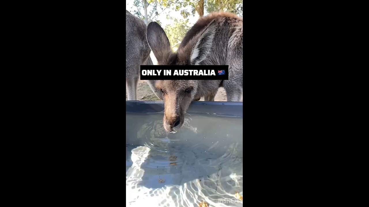 Kangaroo diaries in Australia 🇦🇺