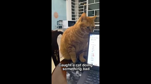 Caught a cat doing something wrong 😅 #foryoupage #cat #somethin #wrong #fun