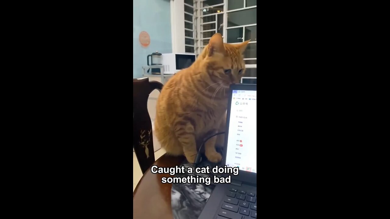 Caught a cat doing something wrong 😅 #foryoupage #cat #somethin #wrong #fun