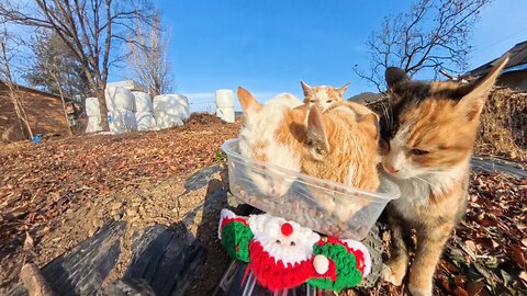 What Happens When You Feed Cats in the Countryside..