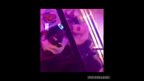 21 BAD BIH SWINGS ON DROSKI IN A RESTAURANT WHILE OUT W/ MESSY MAJ! BIGO LIVE