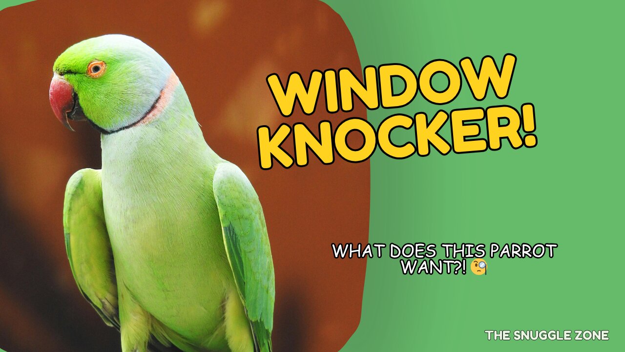 WINDOW KNOCKER 🪟🦜 | Parrot Wants Attention!