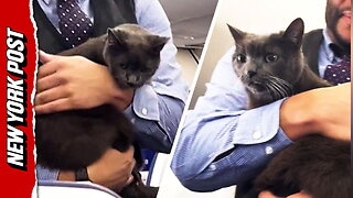 Adorable runaway cat gets help finding its owner from a flight attendant just before takeoff