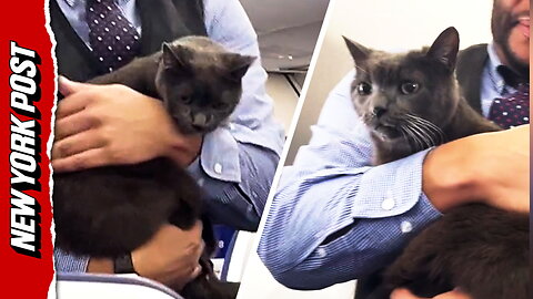 Adorable runaway cat gets help finding its owner from a flight attendant just before takeoff