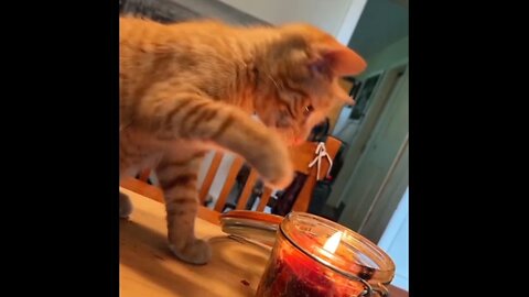 Watch This Cat Play With Fire – You Won't Believe What Happens!