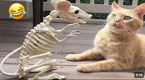 😺 Funny & Cute Animal Videos Compilaton Of The 2025 🤣