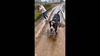 Love All Life Always #360 - Your Dog Loves The Mud? Let Go Of The Leash Einstein! 🤣🤣