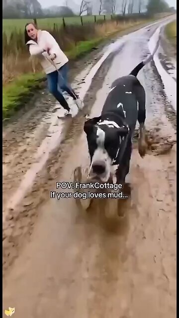 Love All Life Always #360 - Your Dog Loves The Mud? Let Go Of The Leash Einstein! 🤣🤣