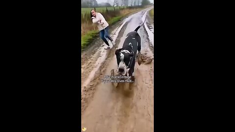 Love All Life Always #360 - Your Dog Loves The Mud? Let Go Of The Leash Einstein! 🤣🤣