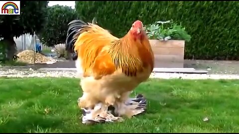 15 MOST UNIQUE CHICKEN BREEDS 🐔