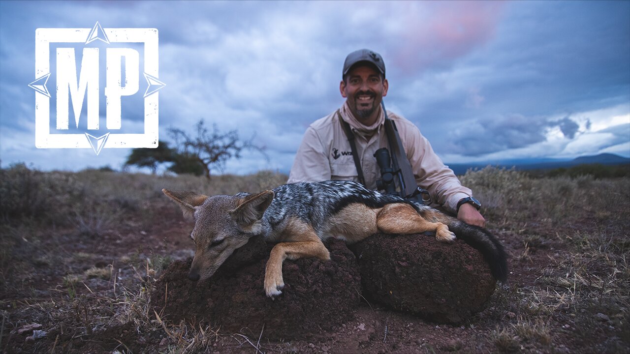 First Ever Striped Hyena in the Daylight & Black-Backed Jackal - Tanzania | Mark V. Peterson Hunting