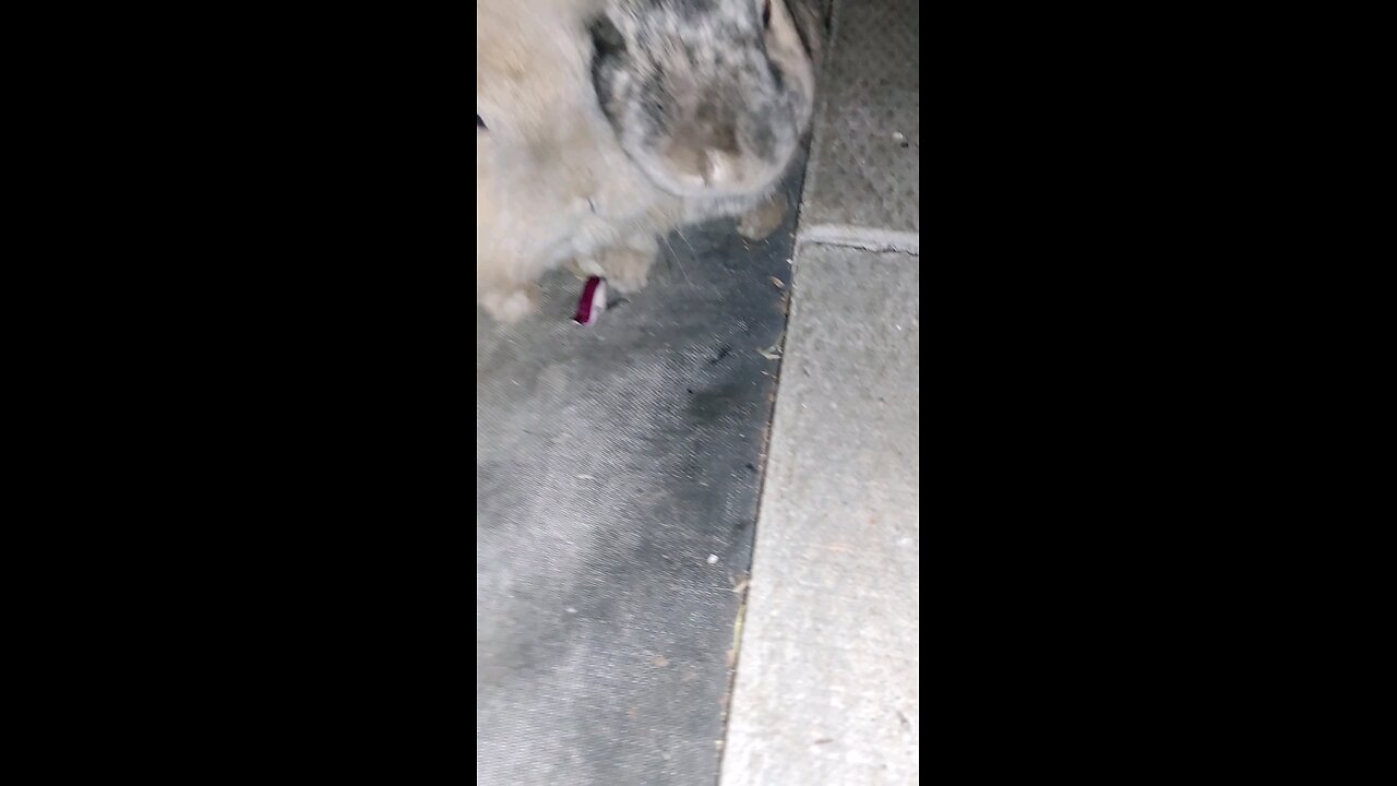 Bunnies crunch treats