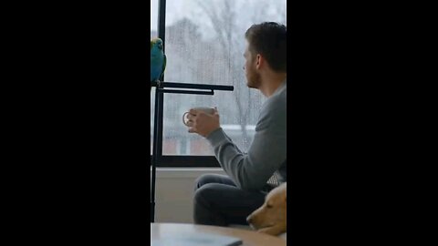 The Weather Report: 100% Parrot Blame Forecast #parrot #pets #petcomedy #funnyparrot