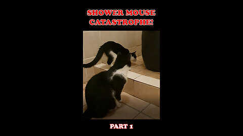 Two Cats and a Mouse! - What could go Wrong?