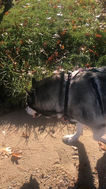 Sunday November 2, It is nothing compared to what I am going to do