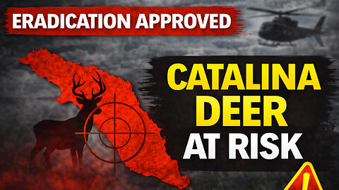 California Just Approved the Eradication of Catalina’s Mule Deer
