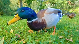 Alpha Drake is Back at the Japanese Garden