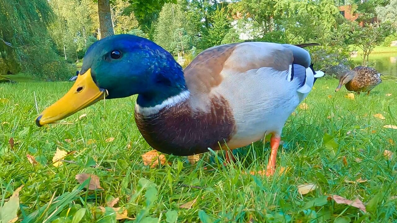 Alpha Drake is Back at the Japanese Garden