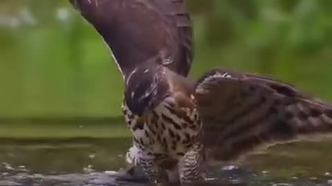 How cleverly did The bird catch the prey?