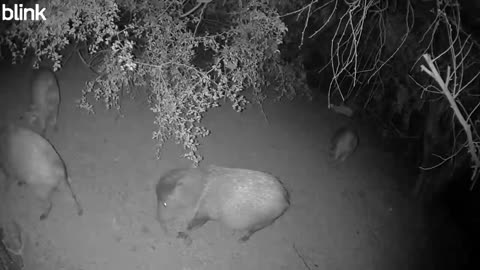 TrailCam Video 11-05-25