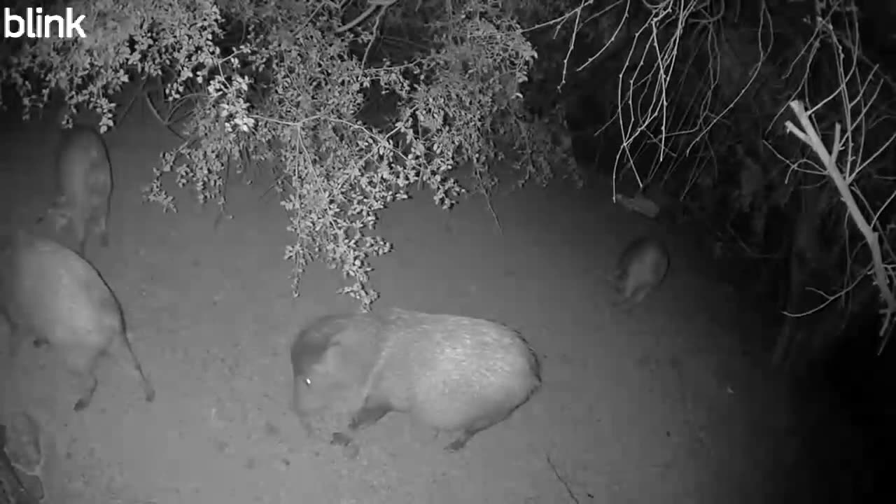 TrailCam Video 11-05-25