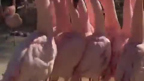 don’t be suspicious, don’t be suspicious..🦩😅