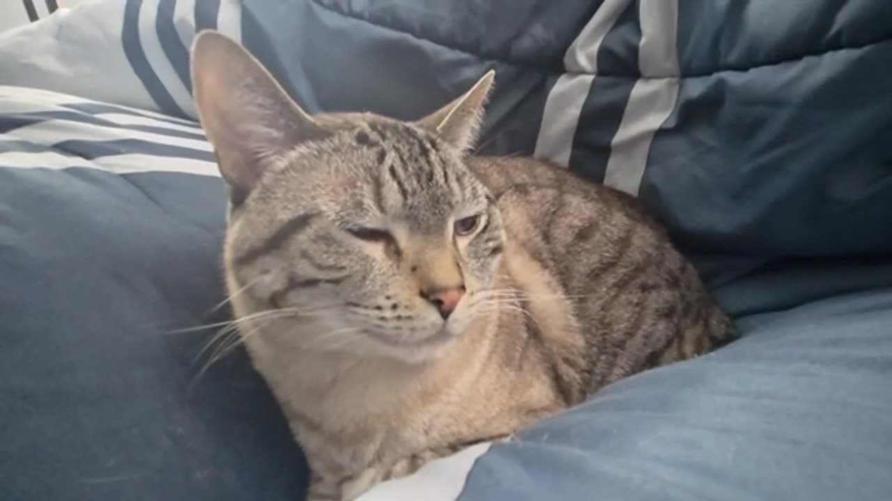 Adorable Cat Loaf: Slow Blink Masterclass