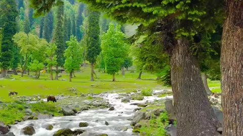 Kasmir India