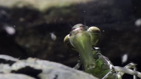 Dragonfly Nymph Hunts Daphnia