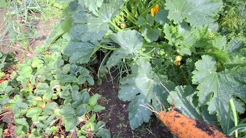 Introduction to my chickens and a chill out BBQ on a summer day