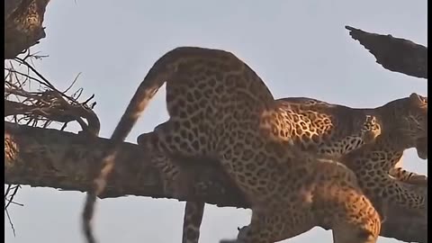 animals