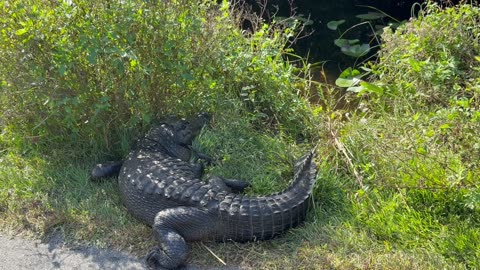 Chirpy Baby Gator Climbs on Mama’s Back
