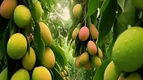 Very beautiful mangoes 🥭 tree