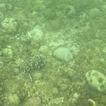 Snorkeling Through Serenity