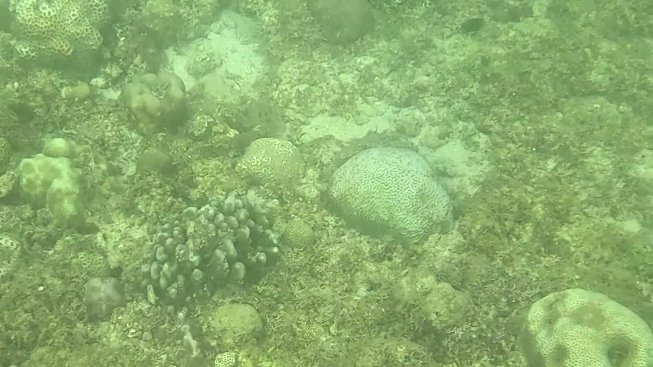 Snorkeling Through Serenity