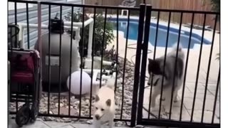 🤣🐶 Wait For The Last Pup – You’ll Laugh Out Loud! | FunFM