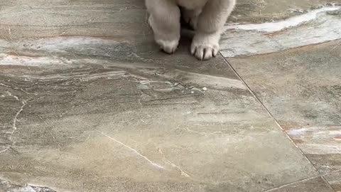 "Food-craving puppy; Stomping puppy; The dog's thoughts are crystal clear."