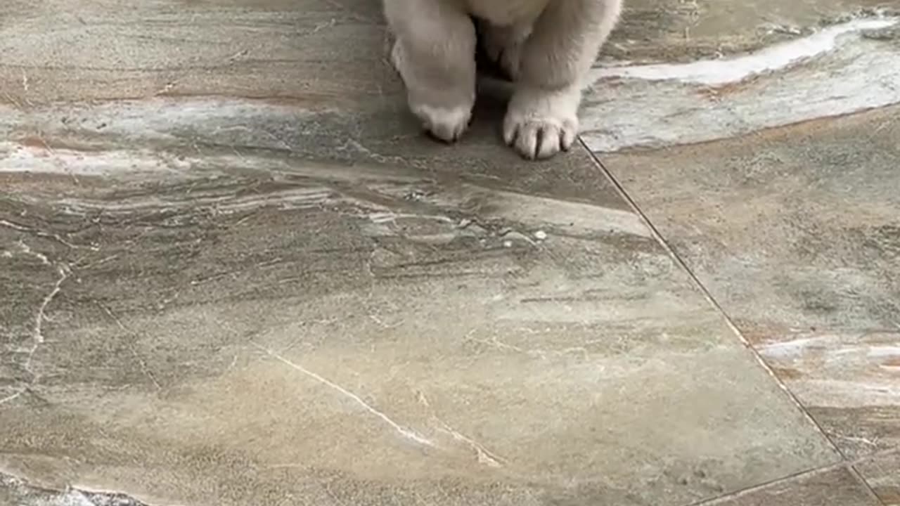 "Food-craving puppy; Stomping puppy; The dog's thoughts are crystal clear."