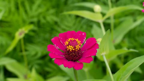 Lord Winter - Zinnia