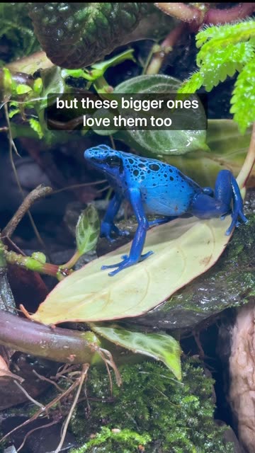 Tropical Springtails