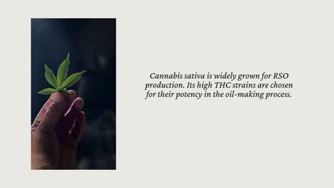Key Plants for Crafting Rick Simpson Oil