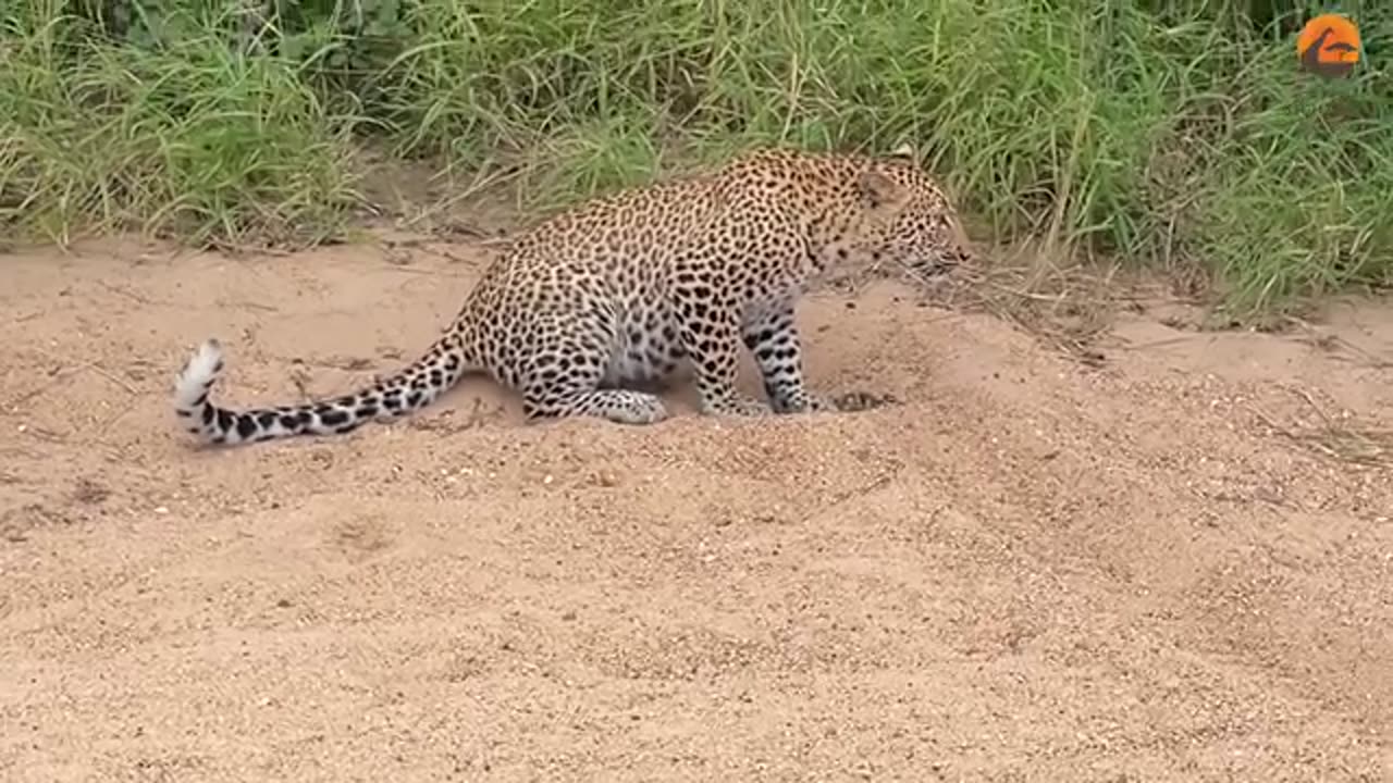 Baby Goose Walks in Front a Leopard