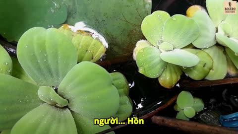 HỒN BÈO LẠC GIÓ | Nhạc Vàng Bolero Mới Nhất – Ca Khúc Trữ Tình Nghe Là Thấm | Bolero Hoài Niệm
